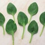Lakeside, (F1) Spinach Seeds - Packet thumbnail number null